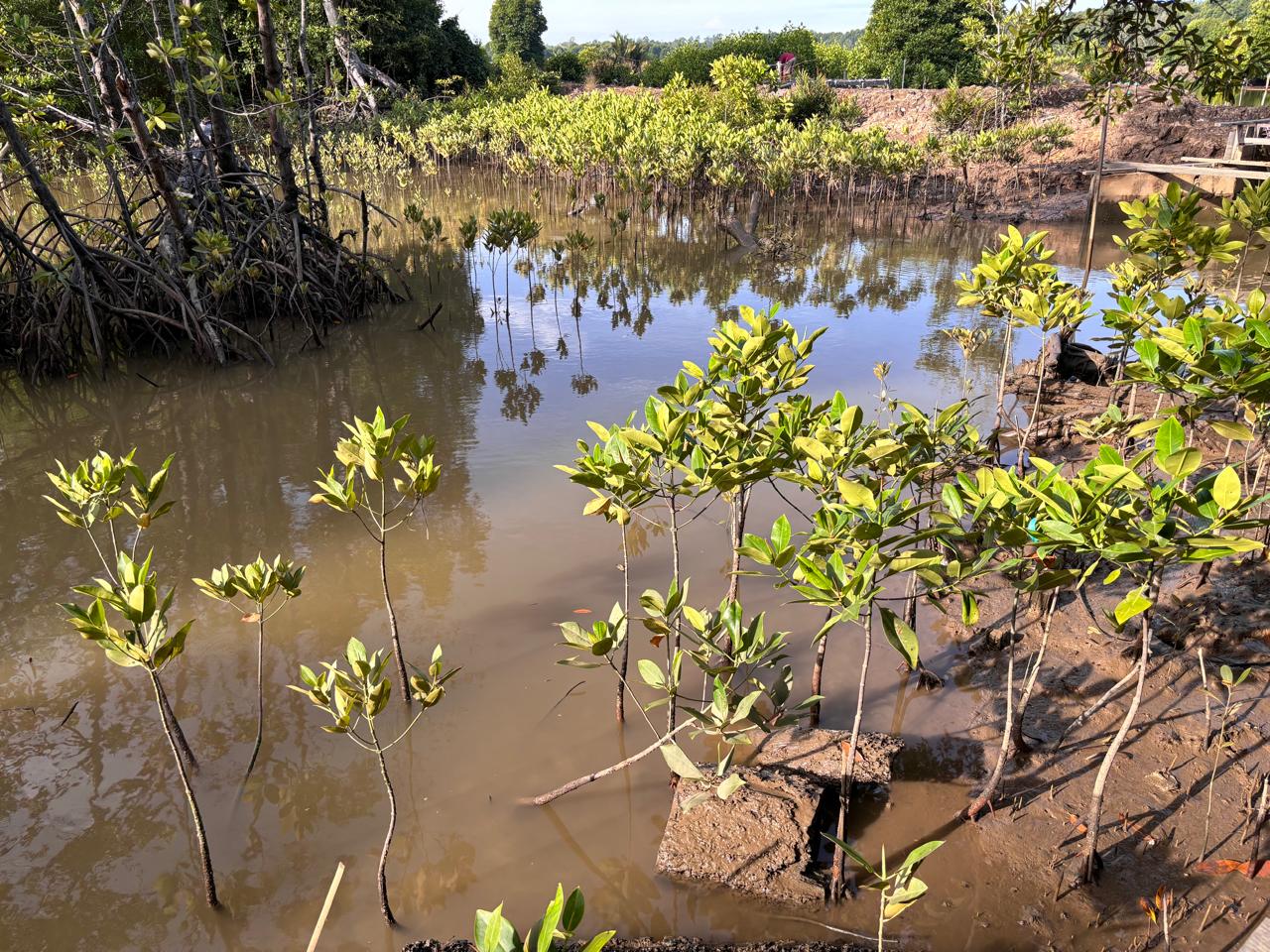 Mangrove yang ditanam di tambak silvofishery di Delta Mahakam (dok: Sirana)