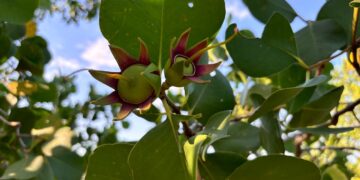 salah satu bunga pohon mangrove di kawasan Delta Mahakam (dok:Sirana)