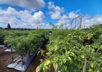 ilustrasi kebun cabai