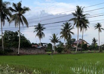 Ilustrasi sawah yang ada di Kalimantan Timur. (Sirana.id)