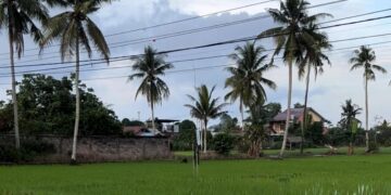 Ilustrasi sawah yang ada di Kalimantan Timur. (Sirana.id)