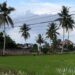 Ilustrasi sawah yang ada di Kalimantan Timur. (Sirana.id)