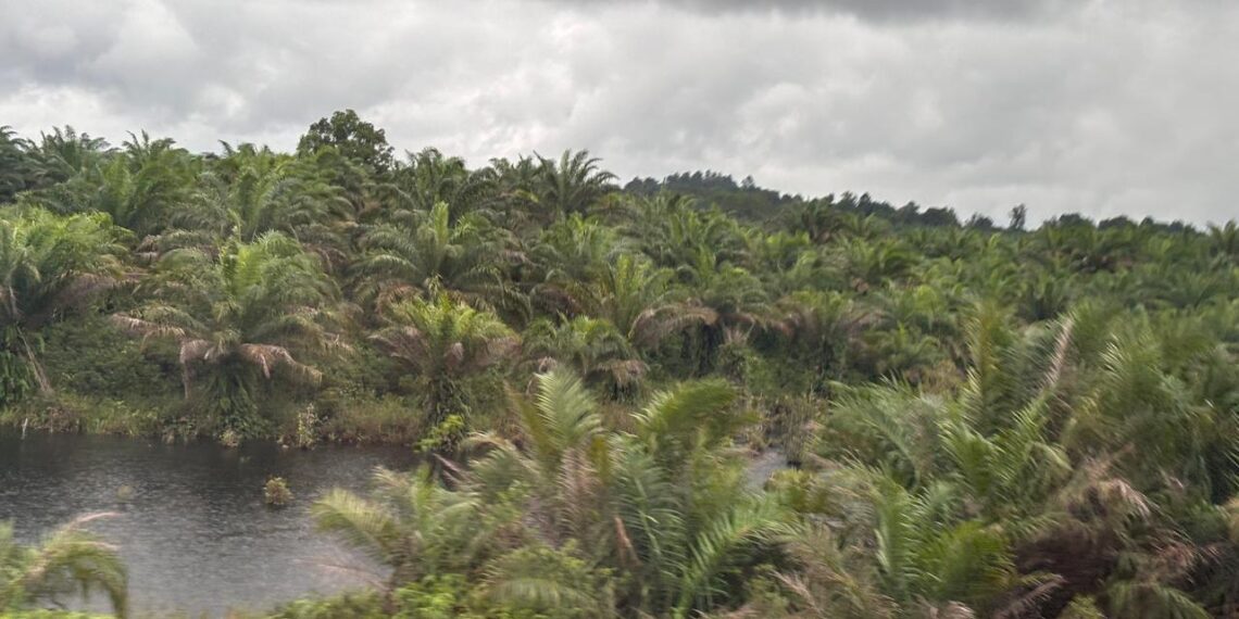 Ilustrasi kebun sawit (sirana.id)