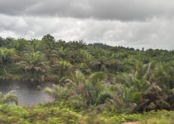 Ilustrasi kebun sawit (sirana.id)