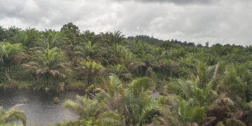 Ilustrasi kebun sawit (sirana.id)