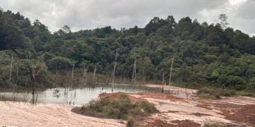 ilustrasi hutan di Kaltim (sirana.id)