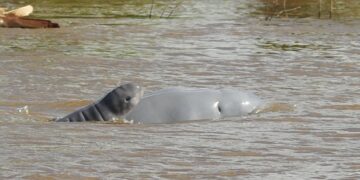 Induk pesut mahakam dan anaknya (YK-RASI)