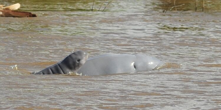 Induk pesut mahakam dan anaknya (YK-RASI)