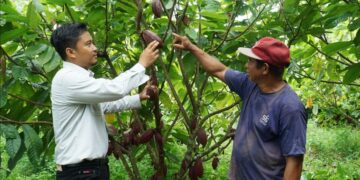 kebun kakao (sumber: laman Berau Coal)