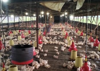 Peternakan Ayam di Tenggarong Seberang (foto: Vian JM)