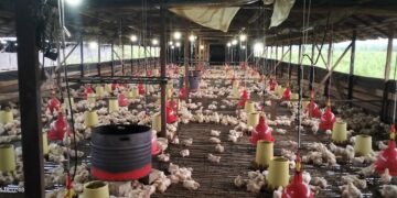 Peternakan Ayam di Tenggarong Seberang (foto: Vian JM)