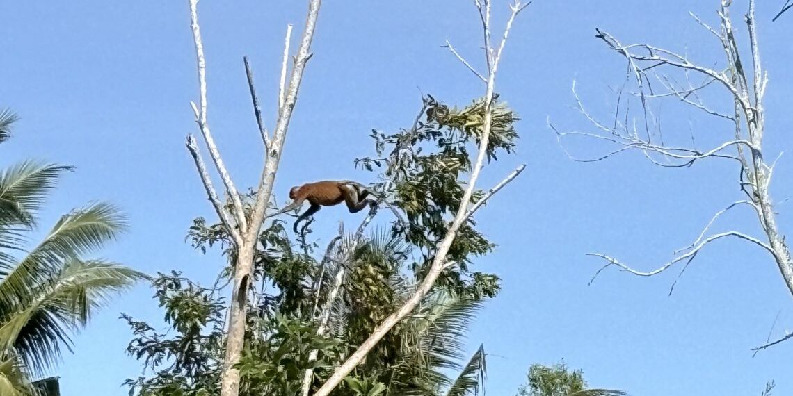 Bekantan yang terekam kamera di kawasan Muara Badak (foto: Nofi)