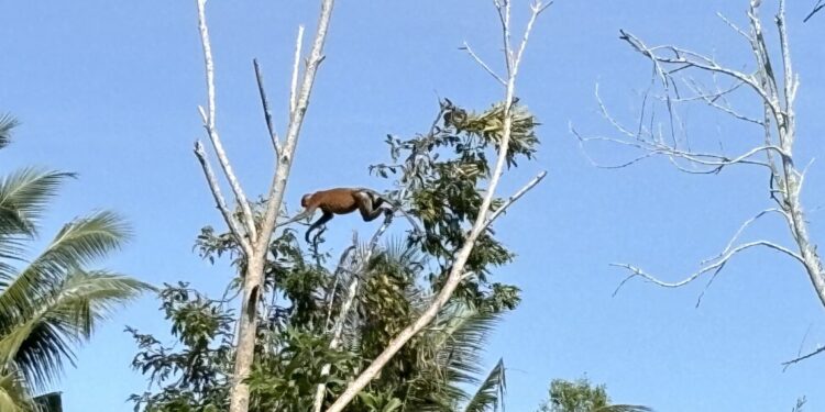 Bekantan yang terekam kamera di kawasan Muara Badak (foto: Nofi)