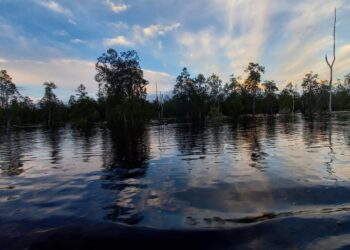 Pohon Kahoi dan Danau Siran (Sirana.id)