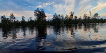 Pohon Kahoi dan Danau Siran (Sirana.id)
