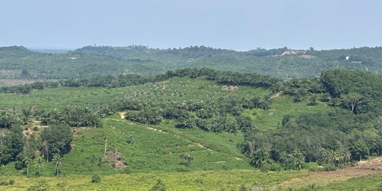 Pemandangan dari kedai yang ada di pinggir jalan poros Marang Kayu (sirana.id)