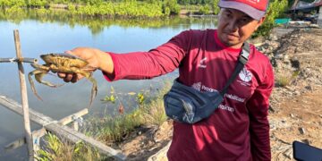 Kepiting dari Muara Badak (sirana.id)