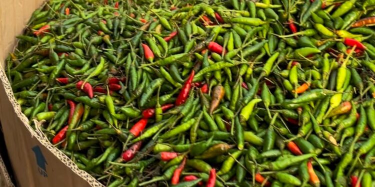 ilustrasi cabai (sirana.id)