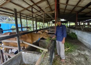 Peternak di Sangasanga, Kutai Kartanegara