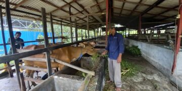 Peternak di Sangasanga, Kutai Kartanegara