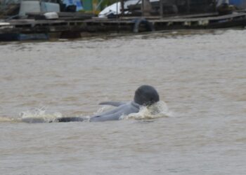 Pesut Mahakam (foto: Yayasan Konservasi RASI)