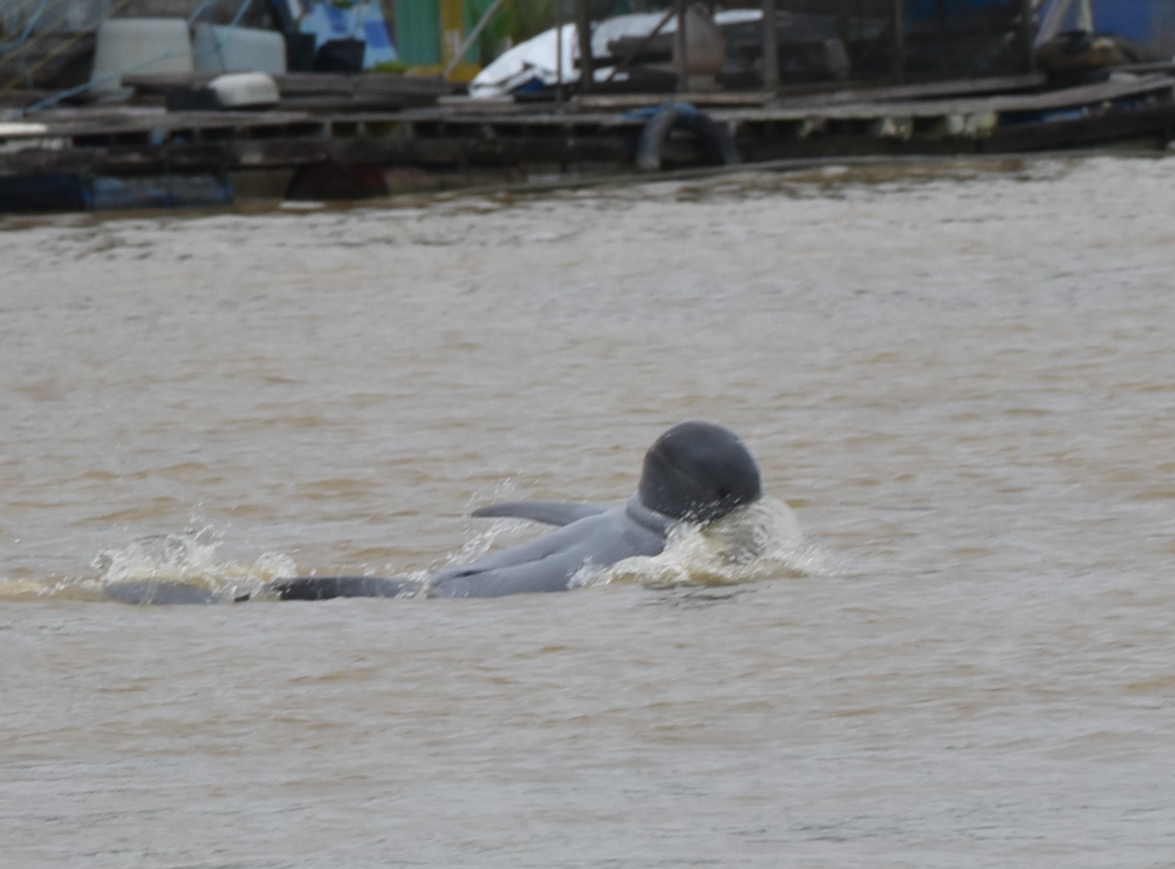 Pesut Mahakam (foto: Yayasan Konservasi RASI)