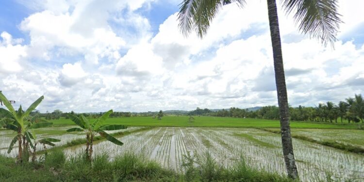 ilustrasi sawah di Kutai Kartanegara