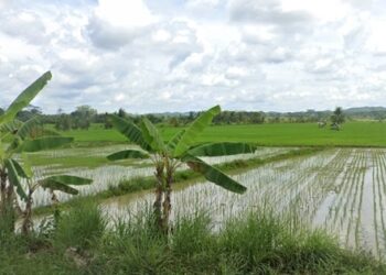 ilustrasi sawah di Kutai Kartanegara