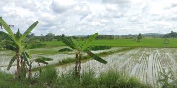 ilustrasi sawah di Kutai Kartanegara