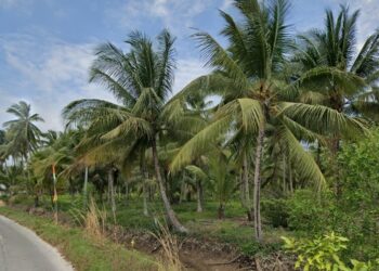 deretan pohon kelapa di Samboja
