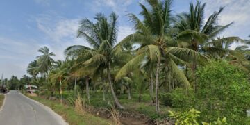 deretan pohon kelapa di Samboja