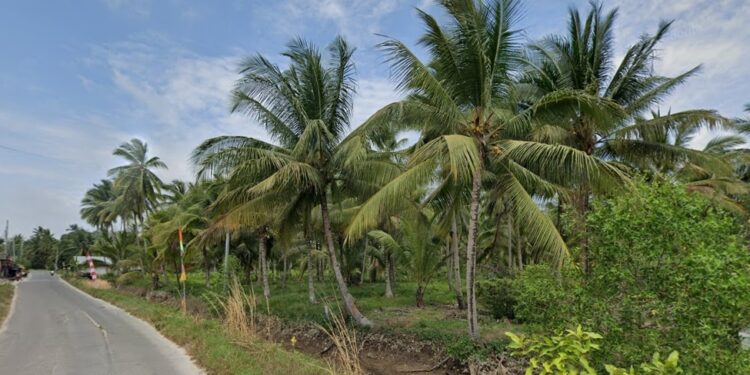 deretan pohon kelapa di Samboja
