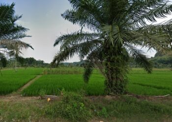 salah satu sentra pertanian di Tenggarong Seberang
