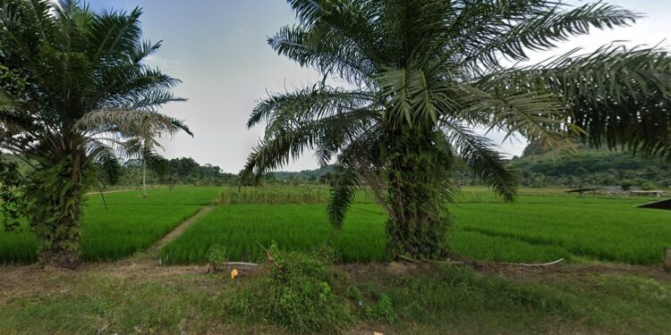 salah satu sentra pertanian di Tenggarong Seberang