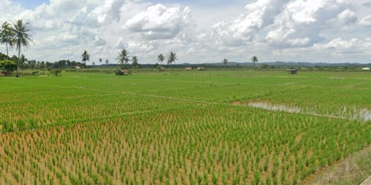 ilustrasi sawah di Kutai Kartanegara