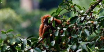 KETERANGAN FOTO Anak orangutan sedang memakan buah pohon ara. Pohon ara (Ficus sp) saat berbuah, adalah surga bagi orangutan dan lumrah dijumpai berkelompok dalam satu pohon di habitat asalnya. (Credit: Bonfilio YB Hartono)
