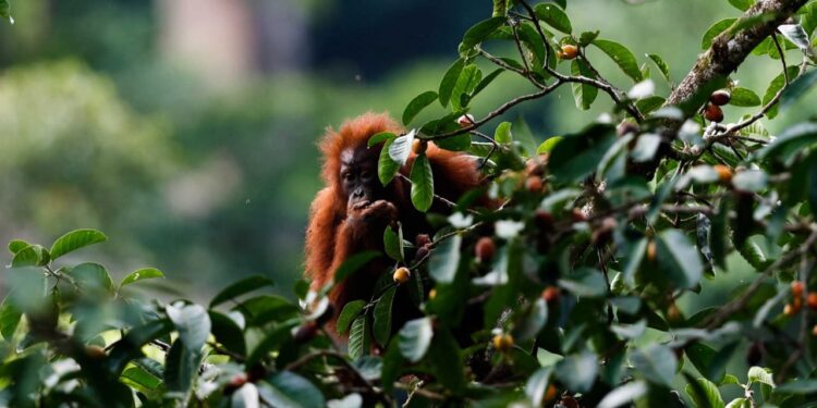 KETERANGAN FOTO Anak orangutan sedang memakan buah pohon ara. Pohon ara (Ficus sp) saat berbuah, adalah surga bagi orangutan dan lumrah dijumpai berkelompok dalam satu pohon di habitat asalnya. (Credit: Bonfilio YB Hartono)