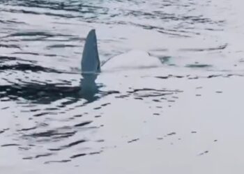 penampakan sirip pesut di Teluk Apar yang diabadikan tim monitoring (sumber: BKSDA Kaltim)