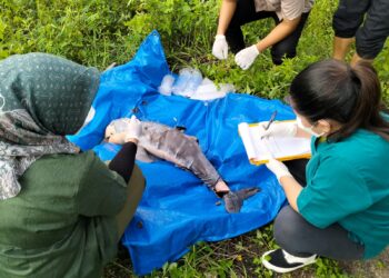 Bayi Pesut Mahakam yang ditemukan mati di perairan Desa Pela (Foto: BPSPL Pontianak)