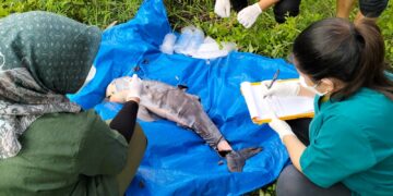 Bayi Pesut Mahakam yang ditemukan mati di perairan Desa Pela (Foto: BPSPL Pontianak)