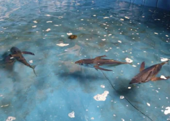 Tuna sirip kuning (Foto: BRIN)