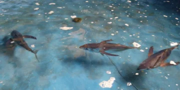 Tuna sirip kuning (Foto: BRIN)