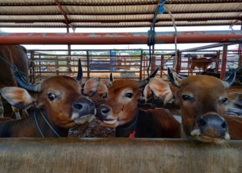 Ilustrasi peternakan sapi di Kalimantan Timur