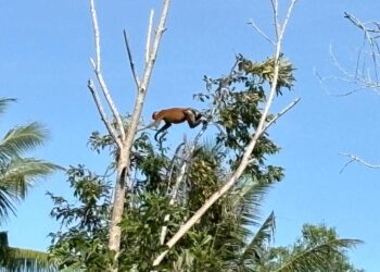 Bekantan di kawasan mangrove Delta Mahakam, sedang melompat (foto: Nofiyatul Chalimah)