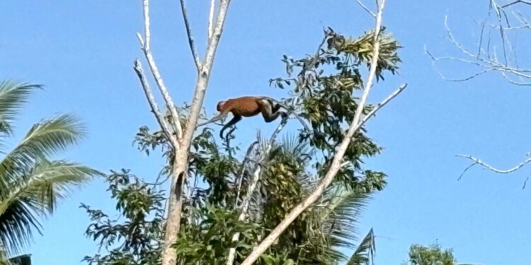 Bekantan di kawasan mangrove Delta Mahakam, sedang melompat (foto: Nofiyatul Chalimah)
