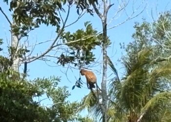 Bekantan di kawasan mangrove Muara Badak, sedang bersantai di atas pohon (foto: Nofiyatul Chalimah)