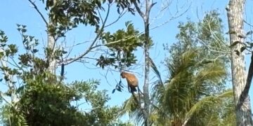 Bekantan di kawasan mangrove Muara Badak, sedang bersantai di atas pohon (foto: Nofiyatul Chalimah)