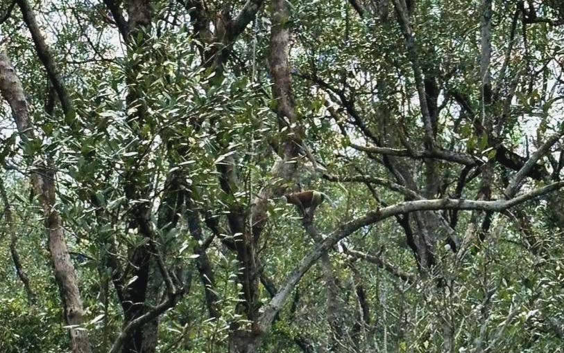 Bekantan di kawasan mangrove Babulu Laut, sedang bersiap melompat (foto: Nofiyatul Chalimah)