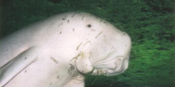 Duyung si sapi laut (Sumber: Dok YK RASI)