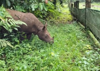 Badak Pahu di Suaka Badak Kelian (Foto: BKSDA Kaltim)